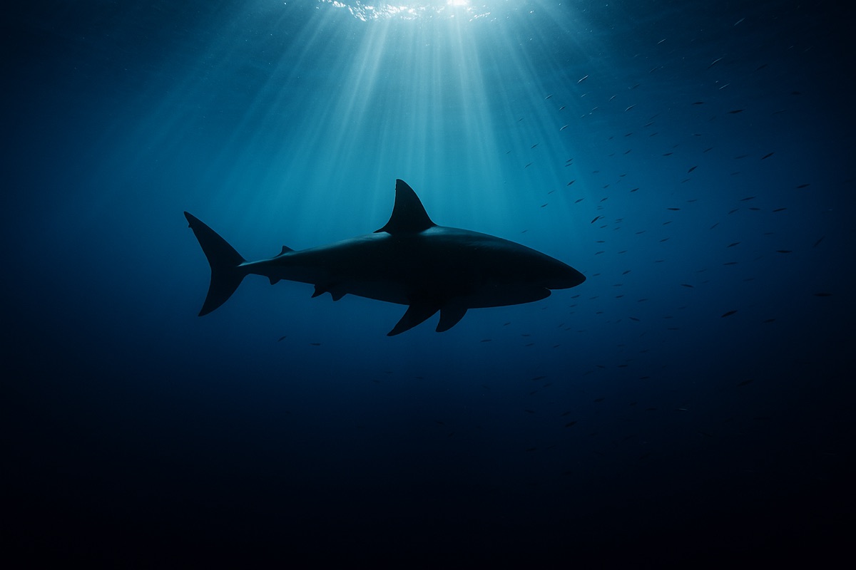 Shark silhouette in deep blue water beneath shafts of sunlight